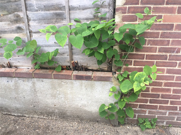 一种日本植物入侵美国本土后 当地房价暴跌 在中国却是一道美味